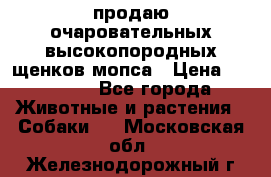 продаю очаровательных высокопородных щенков мопса › Цена ­ 20 000 - Все города Животные и растения » Собаки   . Московская обл.,Железнодорожный г.